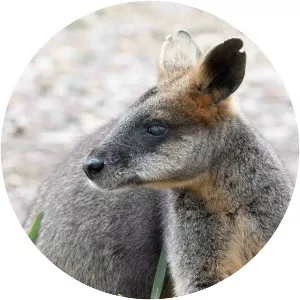 Secrets of Wild Australia - TV program