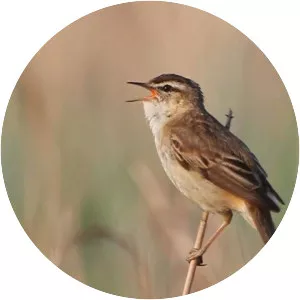 Sedge warbler