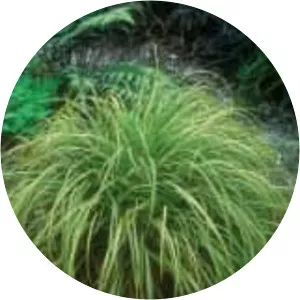 Sedges