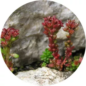 Sedum atratum (Sedum Atratum)