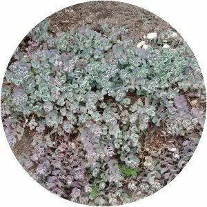 Sedum cauticola - Plants