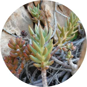 Sedum sediforme (Yalı Koruğu)