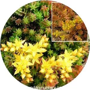 Sedum sexangulare - Plants