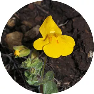 Seep monkeyflower