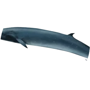 Sei whale