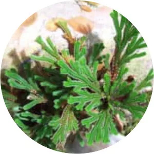 Selaginella moellendorffii - 