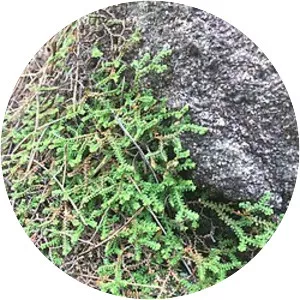 Selaginella rossii - 