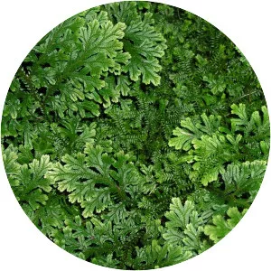 Selaginella (Selaginler)