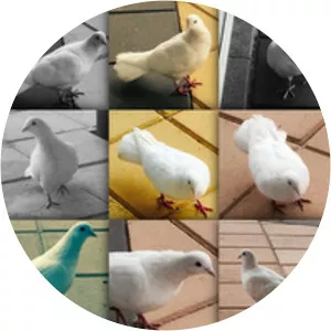 Selen Bahriye Morkoç - Author