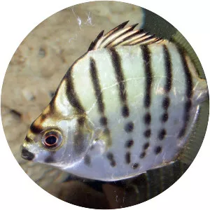 Selenotoca multifasciata