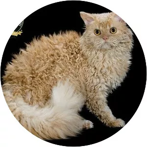 Selkirk Rex