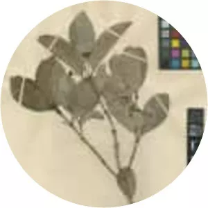 Semialarium mexicanum - Plants