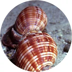 Semicassis undulata - 