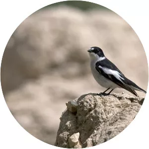 Semicollared flycatcher