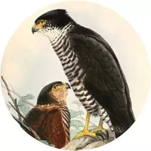 Semicollared hawk