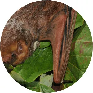 Seminole bat