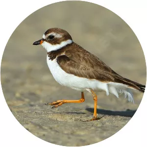 Semipalmated plover