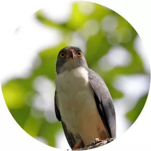 Semiplumbeous hawk