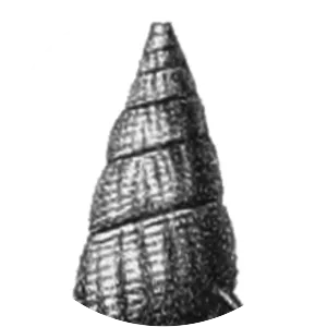 Semisulcospira libertina - 