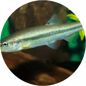 Semotilus atromaculatus