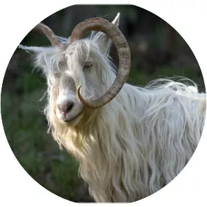 Sempione goat