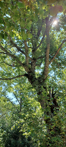 Senda del Corral de los Lobos