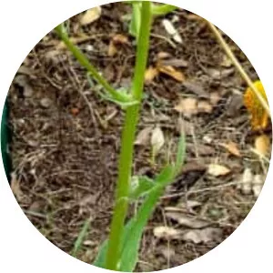 Senecio ampullaceus - Plants