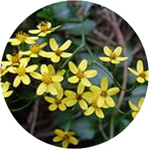 Senecio angulatus