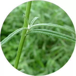 Senecio diaschides - 