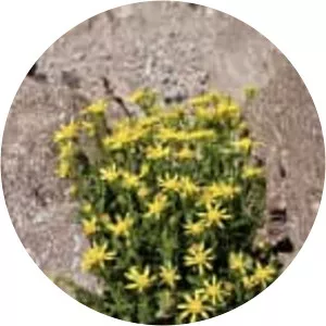 Senecio fremontii