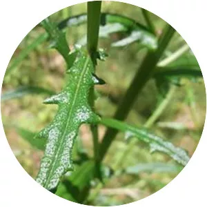Senecio hispidulus - Plants