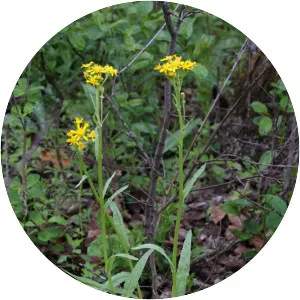 Senecio integerrimus - 