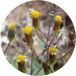 Senecio mohavensis - 