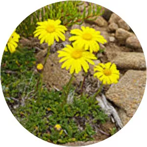 Senecio pectinatus - 