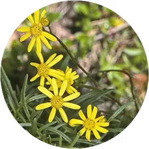 Senecio pinnatifolius - Plants
