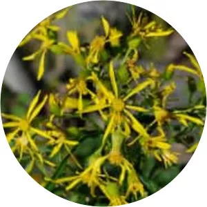 Senecio serra - 
