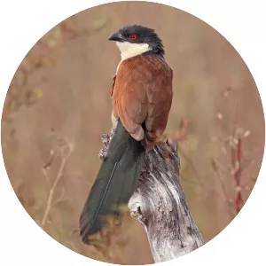 Senegal coucal