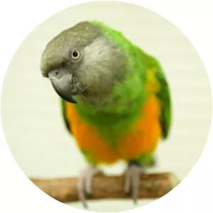 Senegal parrot