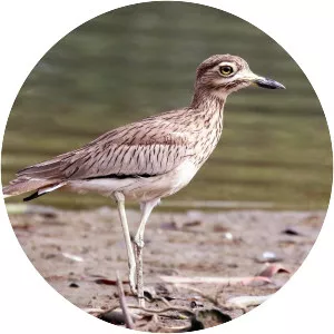 Senegal thick-knee