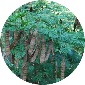 Senegalia ataxacantha