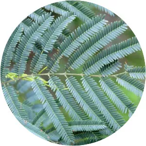 Senegalia berlandieri