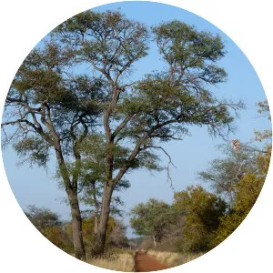 Senegalia nigrescens