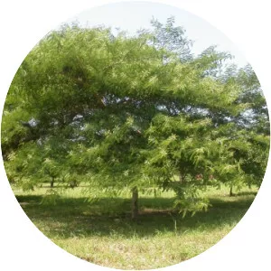 Senegalia polyacantha