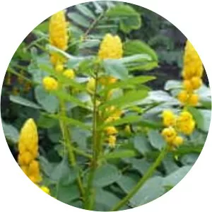 Senna alata