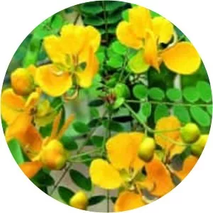 Senna auriculata