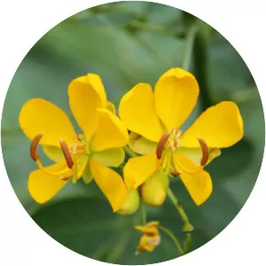 Senna bicapsularis