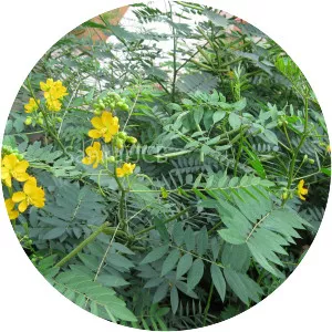 Senna sophera