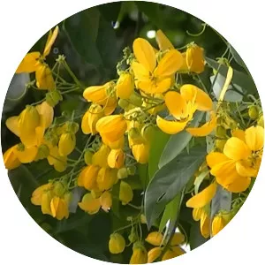 Senna spectabilis - Plants