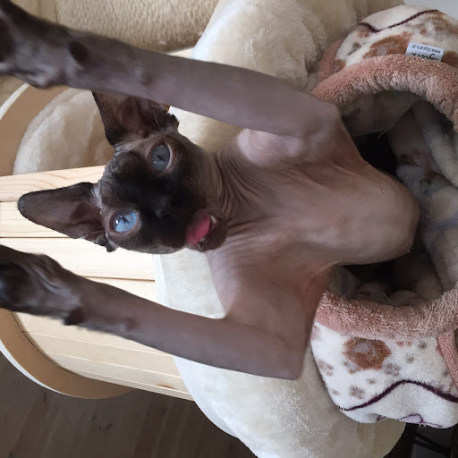 Sennas Katthotell - Pet boarding service in Lerum, Sweden