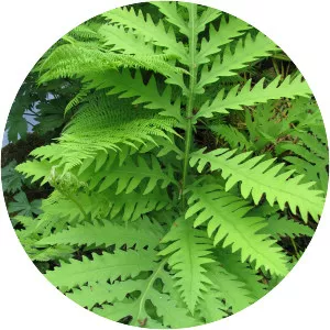 Sensitive fern - Plants